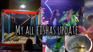 My all fishas update |#betafish #oscar #mollyfish #platy #aquarium #viral #foryou