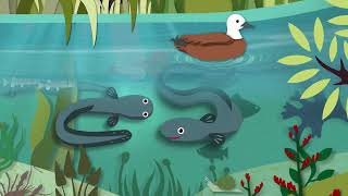 Tuna animation - Te reo maori