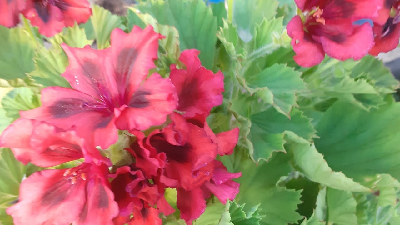 FÁCIL DE CUIDAR GERANIO CHINO (PELARGONIUM GRANDIFLORUM)eloasisdesonia, image size:1280x720