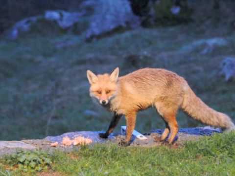 Visite nocturne du renard dans le Mercantour - Noc...