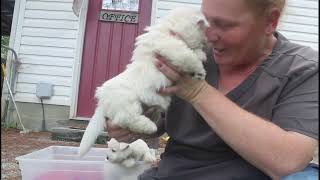 HAZELS PUPPIES
