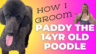 Meet gorgeous paddy the 14yr old standard #poodle !! by Wendy The Practical Pet Groomer 80 views 11 days ago 16 minutes