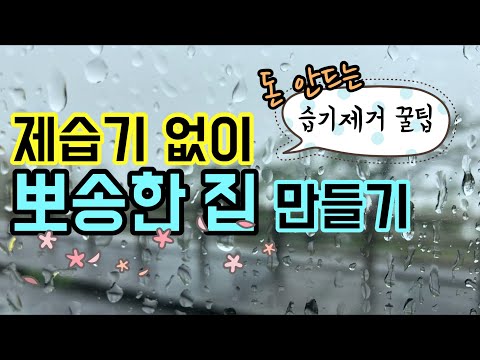 장마철 제습기 없이 천연재료로 뽀송한 집 만들기! 습기 제거 꿀팁!