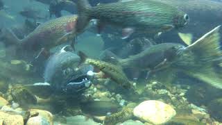 Chinook Salmon Spawning at the MK Nature Center