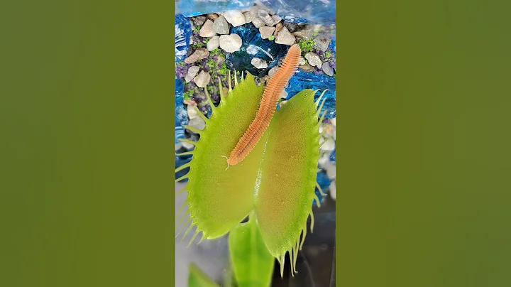 What did my Venus fly trap just eat  🤔 #shorts