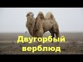 Двугорбый верблюд (бактриан)