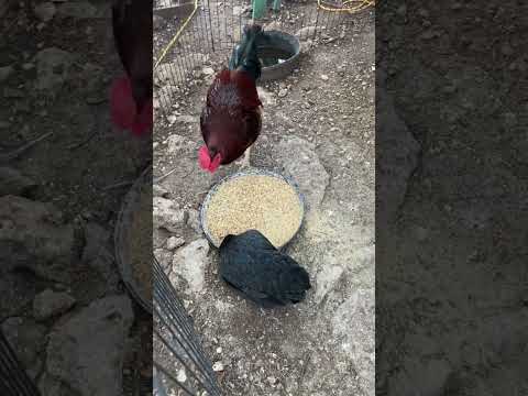 POV Feeding Like 60 Birds