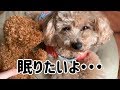 声マネおもちゃで遊んでたけど、すぐに飽きちゃうエルくんw