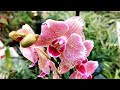 Море Пиратов и другие орхидеи с названиями в свежем завозе орхидей Леруа Мерлен г.Омск. И бабочка))🦋