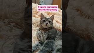 😻😁 #Cat #Shortscats #Tiktok #Ржачныевидео #Юмор