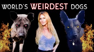 XOLO Vs THAI RIDGEBACK  Who is the Weirdest?