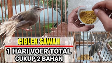 Tanpa Kroto 1 Hari Ciblek Sawah Voer Total | Cukup 2 Bahan & Anti Ribet !!