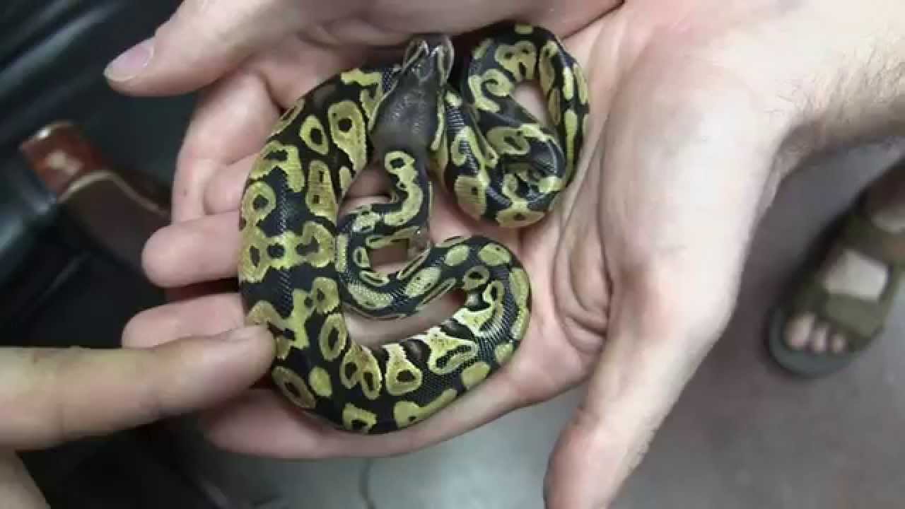 leopard print Gollum and Boris argue over a Female Pastel Ball Python! #reptileraffle