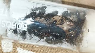 TWO MONTH UPDATE|CAMPONOTUS COMPRESSUS|IND_ANTS|...