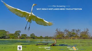 Film Screening Why Indias Wetlands Need Our Attention