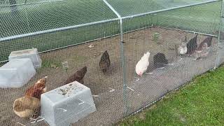 Review of Gbekery Hardware Cloth 1/2 inch 48in x 80ft 19 Gauge Chicken Wire Run Coop