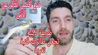 اهم 10 اسباب تمنع ذكور الكناري والحسون عن التغريد+ متى افصل الذكر عن الأنثى