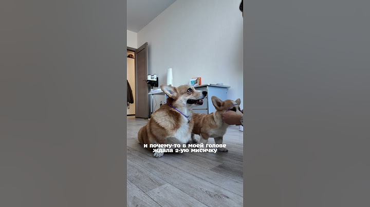 ПРЕЖДЕ ЧЕМ ЗАВЕСТИ ВТОРУЮ СОБАКУ ☝🏼 #корги #corgi #корж #shortsvideo #shorts