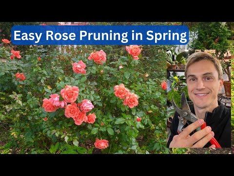 Vídeo: Wingthorn Rose Care - Aprenda sobre o cultivo de rosas Wingthorn no jardim