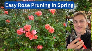 How To Prune ROSES In Spring For Maximum Flowers Easy & Fast