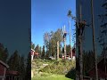 martinheljeved.se se #arborist #tree #chainsaw #stihl