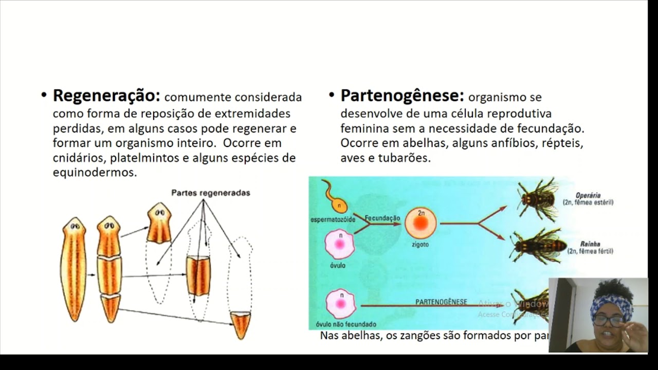Partenogenese Reproducao Assexuada Partenogênese: É Possível