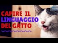 COME CAPIRE LA LINGUA DEI GATTI