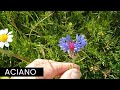 Aciano (Centaurea cyanus).