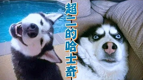 笑死人不偿命的哈士奇短片又来了！＝😂＝【狗狗短片】 - 天天要闻