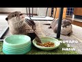 変わったごはんの食べ方するカワウソコタローを見て真似するハナ　Two Otters with Different Table Manners