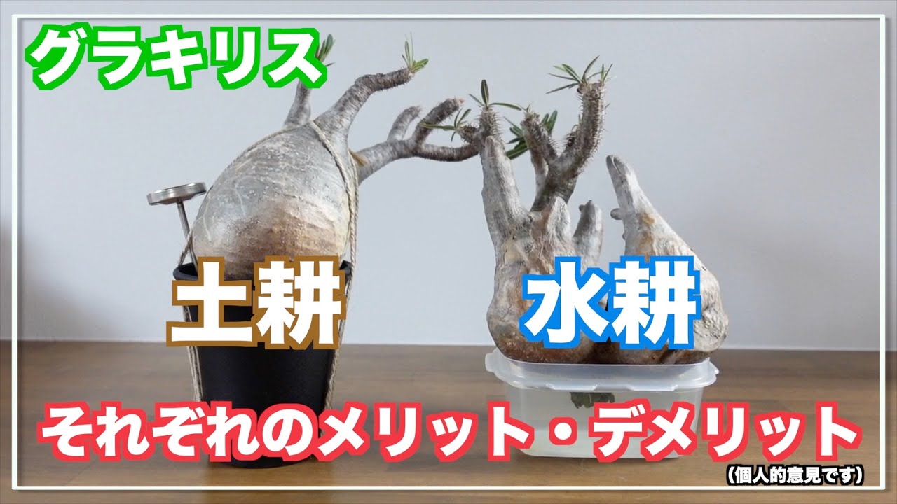 【グラキリス発根管理】土耕水耕どっちがいいんだい｜Pachypodium｜gracilius