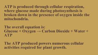 Lesson 4 Term 2 Week 6 Part 44 General Science Importance of Cells in Living Things | SMILE ROAD