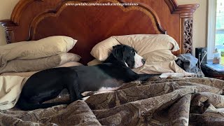 Funny Lazy Great Danes Aren't Ready To Get Out of Bed by Max and Katie the Great Danes 1,421 views 2 weeks ago 1 minute, 14 seconds