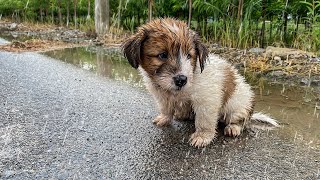 The Cutest Puppy, Brought Home by a Kind Woman...!