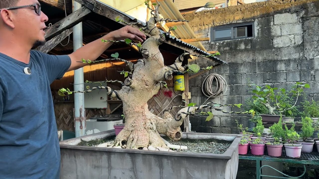 Vlog#13. Tapering branches and alternation branches up and down 1/2/3🌳