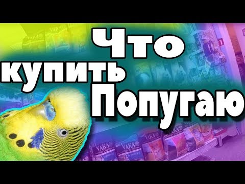 ЗООМАГАЗИН! Что купить ВОЛНИСТОМУ попугаю в первую очередь