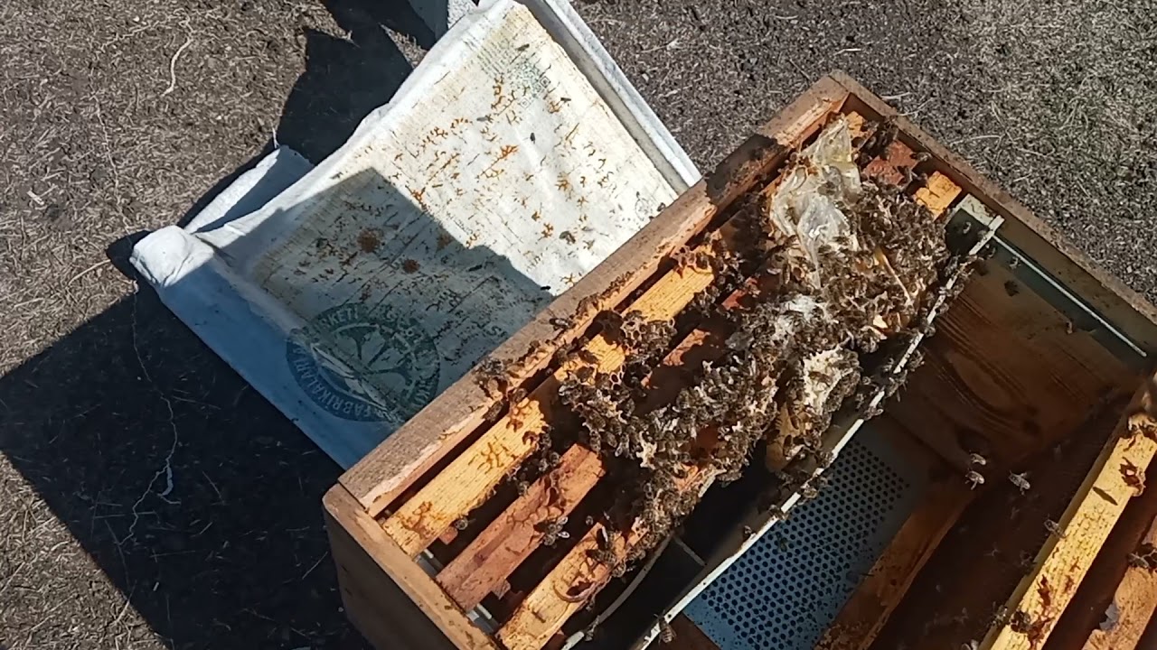 3-4 ÇITALI KOLONİ KIŞA NASIL HAZIRLANIR VE NASIL SIKIŞTIRILIR?-(ARILARDA KIŞLATMA HAZIRLIKLARI)