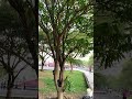 Jalan -jalan di Taman Unesa Lidah wetan Surabaya#jalanjalan#nyore#shortvideo