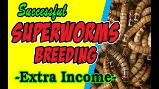 How to Breed Superworms / Extra Income
