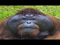Average Gorilla Tag Enjoyer