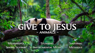GIVE TO JESUS : Instrumental Worship and Scriptures with Animals 🦌 Christian Instrumental