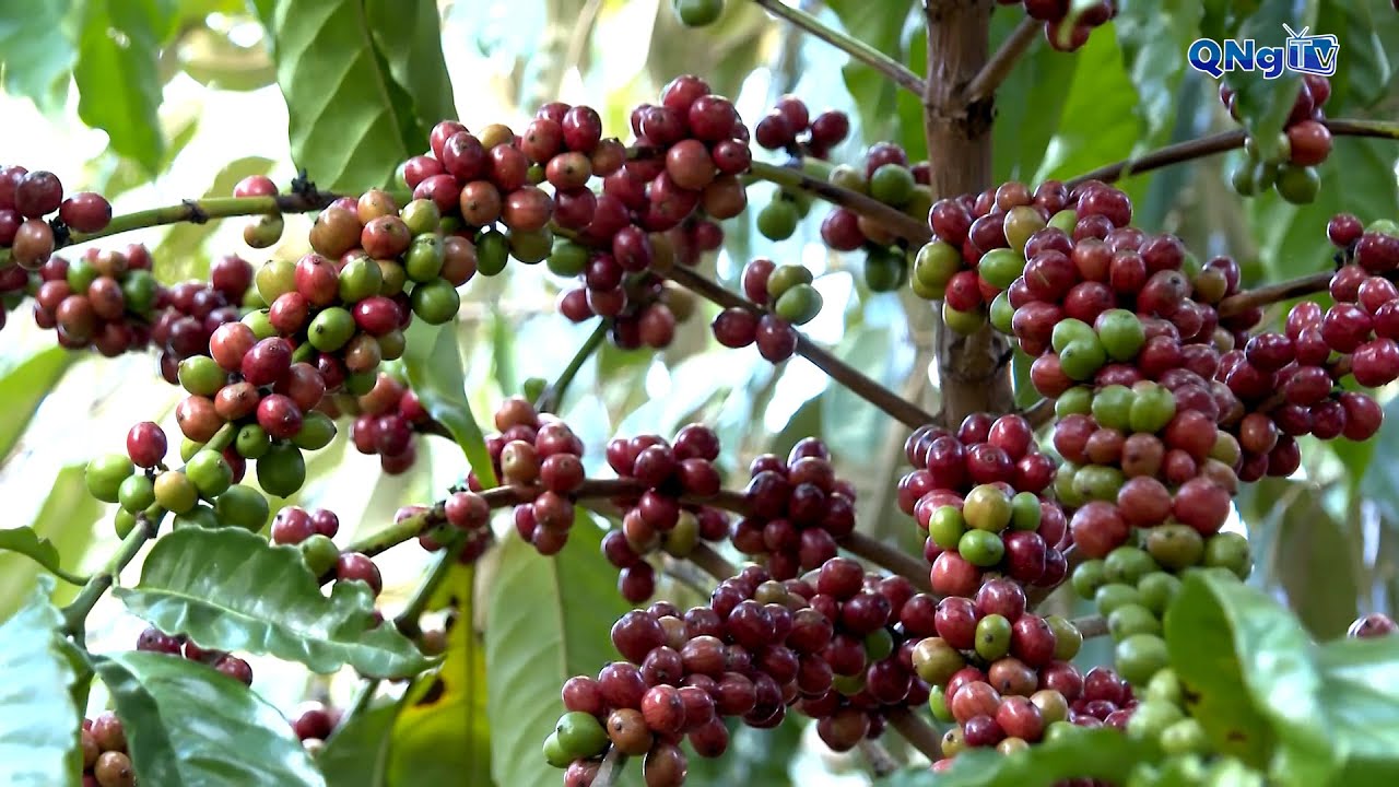 Chuyển hướng với mô hình cà phê đa thân