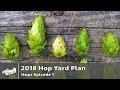 2018 Hop Yard Production For Craft Brewery