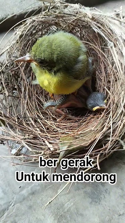 ANAK BURUNG KEDASIH INI BER GERAK UNTUK MENDORONG SODARA TIRINYA NAMUN TAK BISA#SHORTS