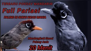 Masteran Poksay Mandarin Gacor 20 Menit Top Joss Pancingan Panggilan Paling Ampuh Terbaru 2023
