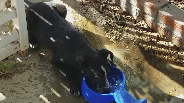 Puppy discovers auto fill water bowl