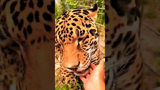 Baby Jaguar #Viral #Shortvideo #Hewan #Viralvideo #Baby #Jaguar #Jaguars