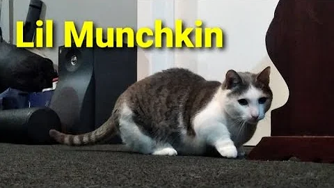 Watch the video about Hanging out with Mr Grieves the little Munchkin Cat. Like & Subscribe for more 😻