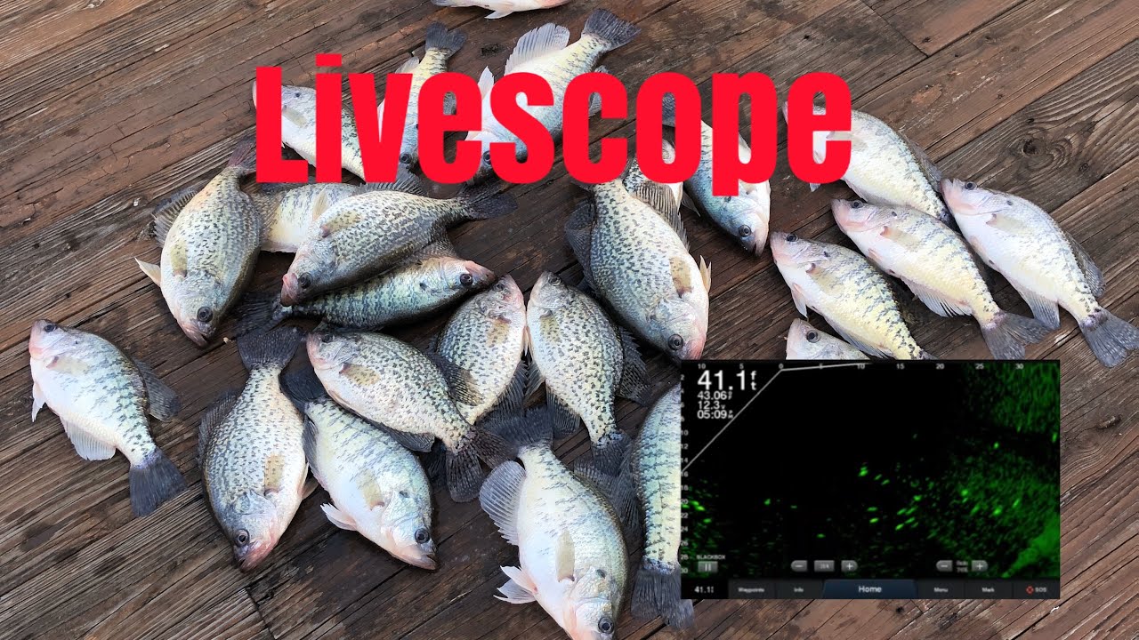 Sniping roaming crappie with Garmin Livescope YouTube