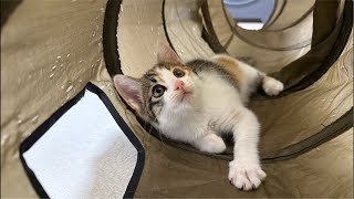 保護した子猫が可愛すぎるので癒しを分けてあげちゃうおライブ（遊んでる姿を写すだけ、喋りません、コミュ障なので許してもらえるとうれぴいでふ）